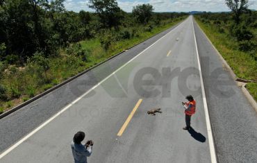 Monitoramento de Fauna Atropelada e Passagens de Fauna