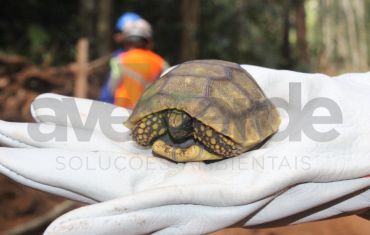 Resgate e Salvamento de Fauna e Flora