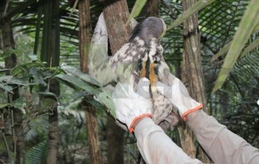 Resgate e Salvamento de Fauna e Flora