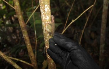 Resgate e Salvamento de Fauna e Flora