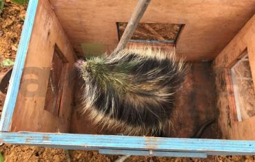 Resgate e Salvamento de Fauna e Flora