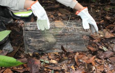 Resgate e Salvamento de Fauna e Flora