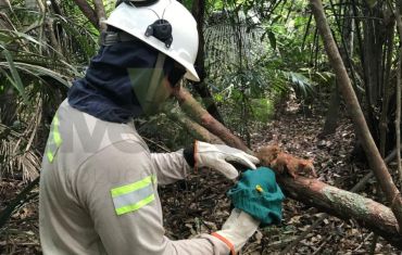 Resgate e Salvamento de Fauna e Flora