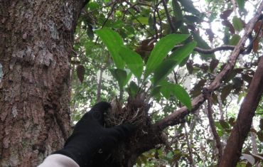 Resgate e Salvamento de Fauna e Flora