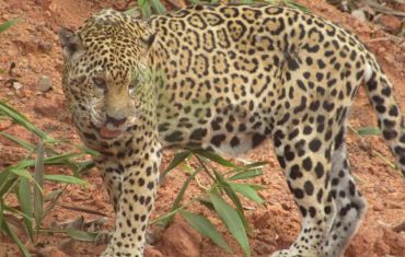 Resgate e Salvamento de Fauna e Flora