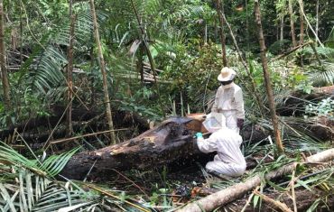 Resgate e Salvamento de Fauna e Flora
