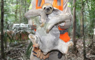 Resgate e Salvamento de Fauna e Flora