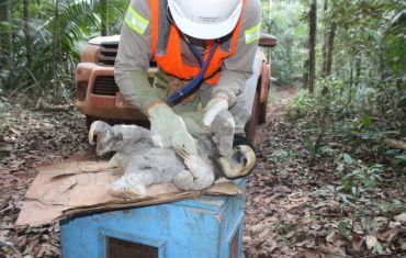 Resgate e Salvamento de Fauna e Flora