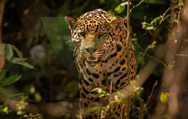Resgate e Salvamento de Fauna e Flora