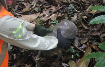 Resgate e Salvamento de Fauna e Flora