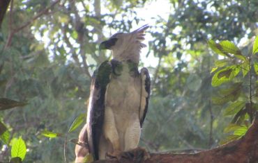 Resgate e Salvamento de Fauna e Flora