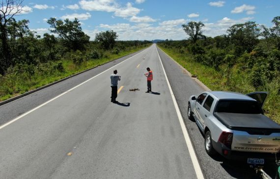 Monitoramento de Fauna Atropelada e Passagens de Fauna